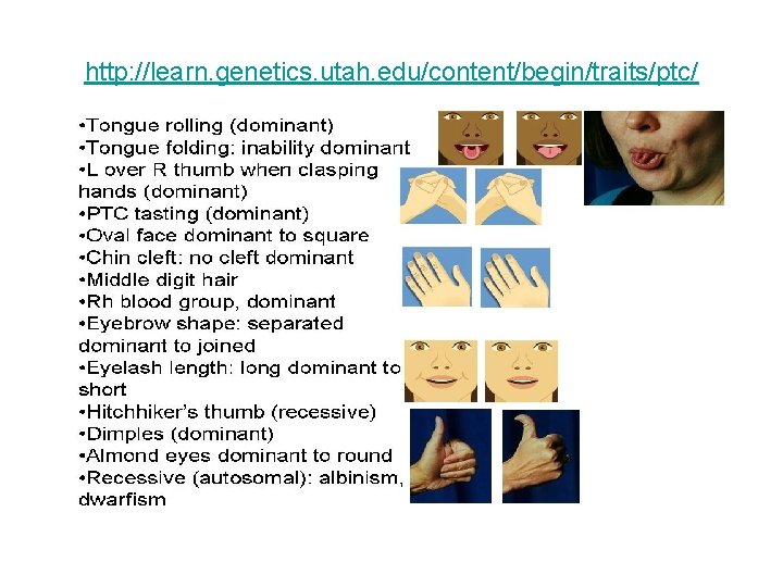 http: //learn. genetics. utah. edu/content/begin/traits/ptc/ 