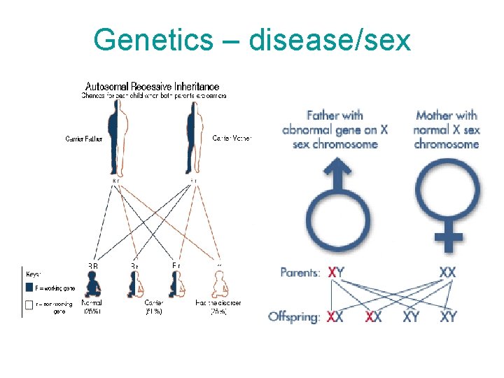 Genetics – disease/sex 