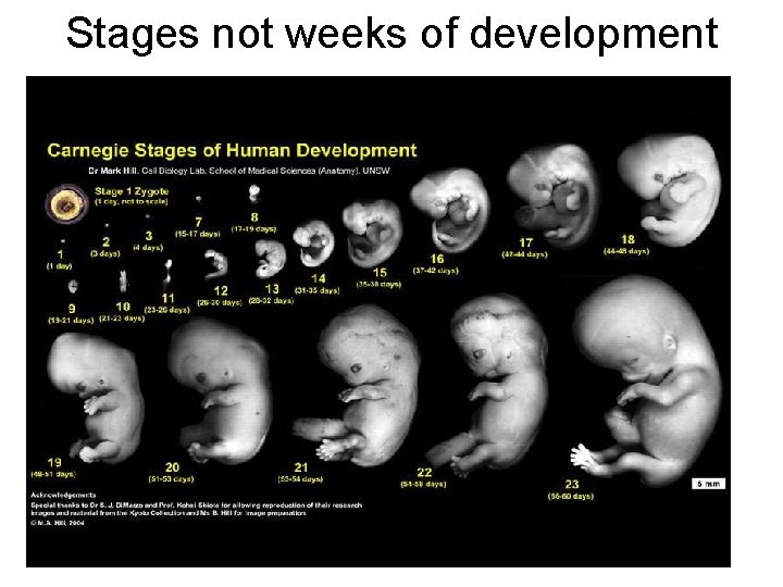 Stages not weeks of development 