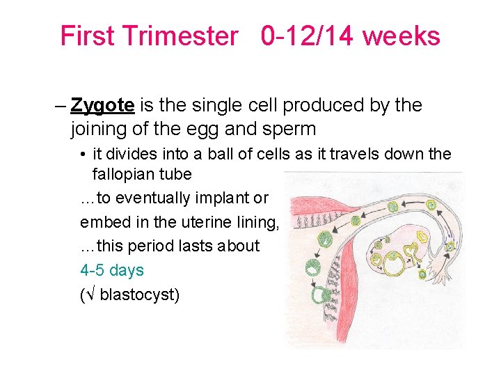 First Trimester 0 -12/14 weeks – Zygote is the single cell produced by the