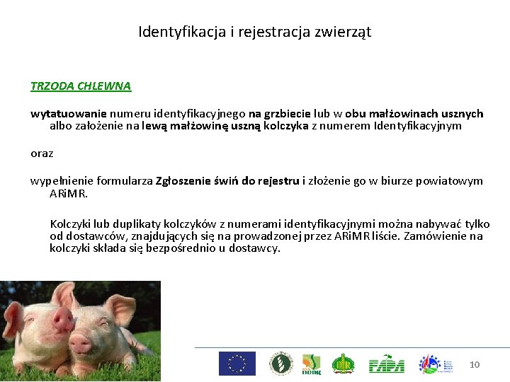 Identyfikacja i rejestracja zwierząt TRZODA CHLEWNA wytatuowanie numeru identyfikacyjnego na grzbiecie lub w obu