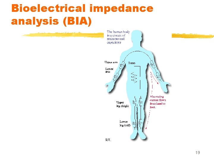 Bioelectrical impedance analysis (BIA) 19 