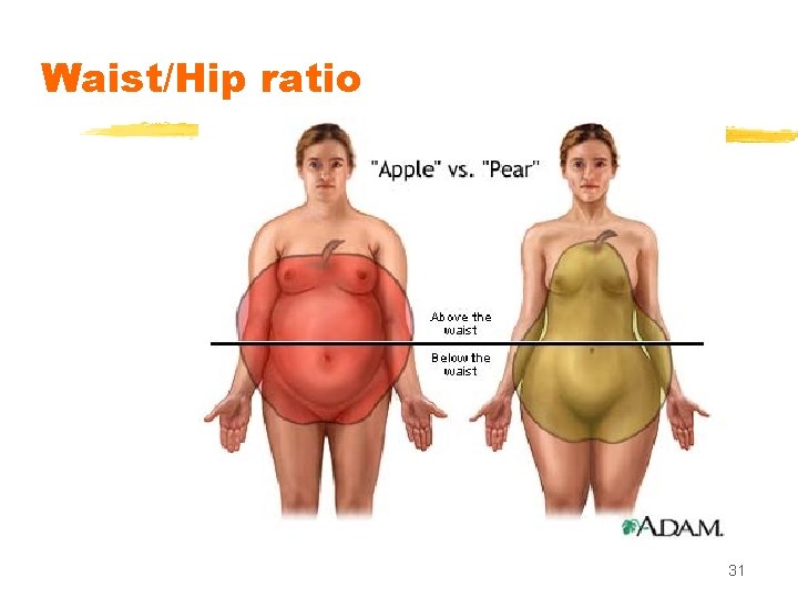 Waist/Hip ratio 31 