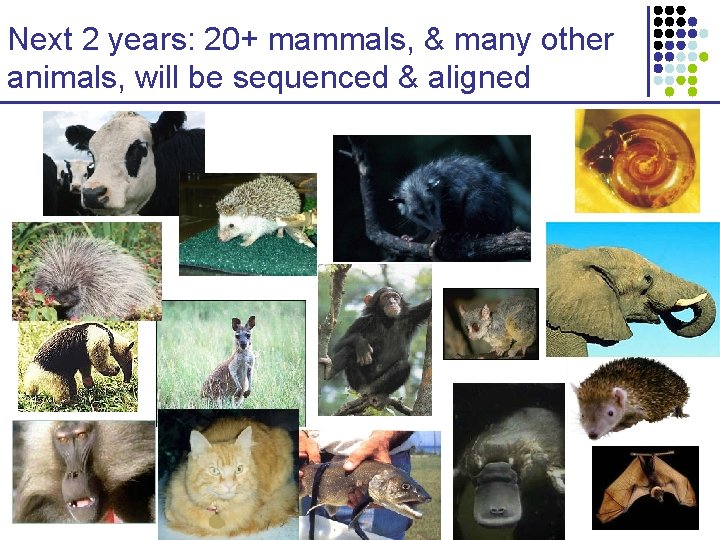 Next 2 years: 20+ mammals, & many other animals, will be sequenced & aligned