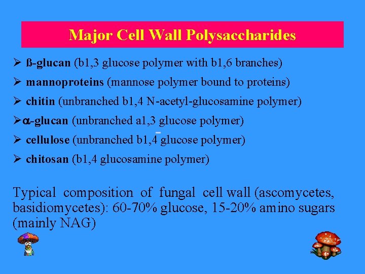 Major Cell Wall Polysaccharides Ø ß-glucan (b 1, 3 glucose polymer with b 1,