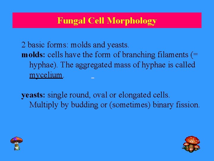 Fungal Cell Morphology 2 basic forms: molds and yeasts. molds: cells have the form