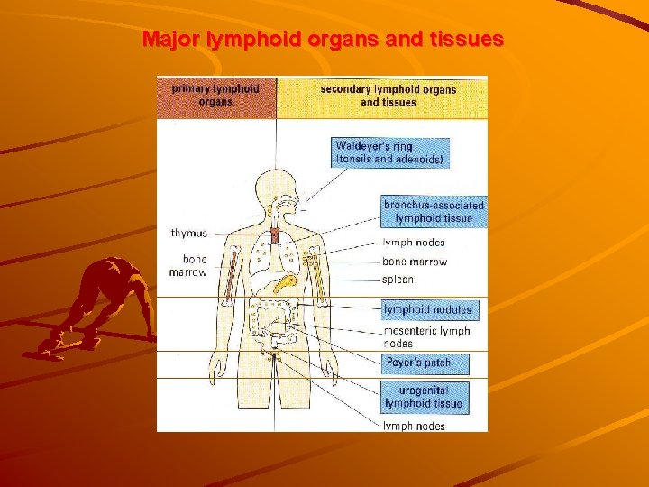 Major lymphoid organs and tissues 
