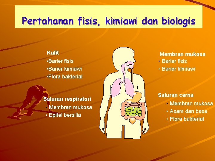 Pertahanan fisis, kimiawi dan biologis Kulit • Barier fisis • Barier kimiawi • Flora