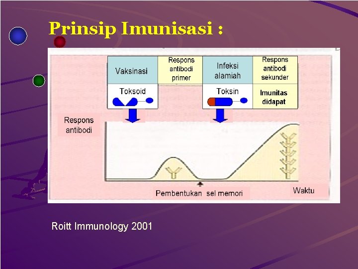 Prinsip Imunisasi : Roitt Immunology 2001 