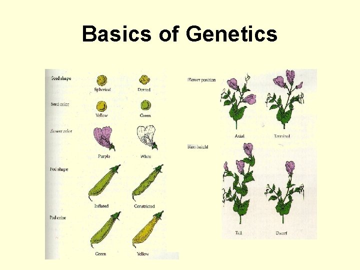 Basics of Genetics 