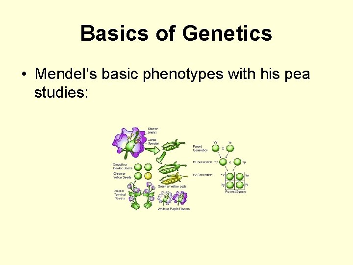 Basics of Genetics • Mendel’s basic phenotypes with his pea studies: 