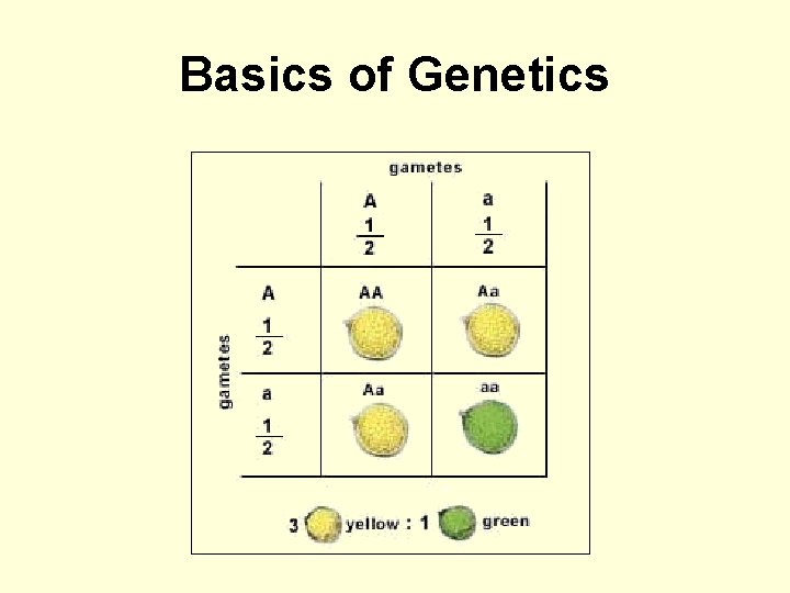 Basics of Genetics 