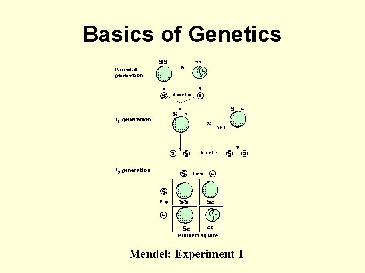 Basics of Genetics 