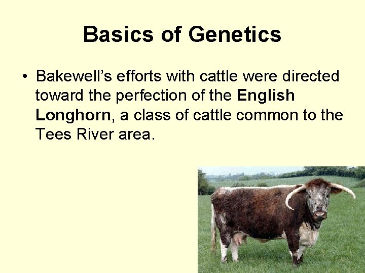 Basics of Genetics • Bakewell’s efforts with cattle were directed toward the perfection of