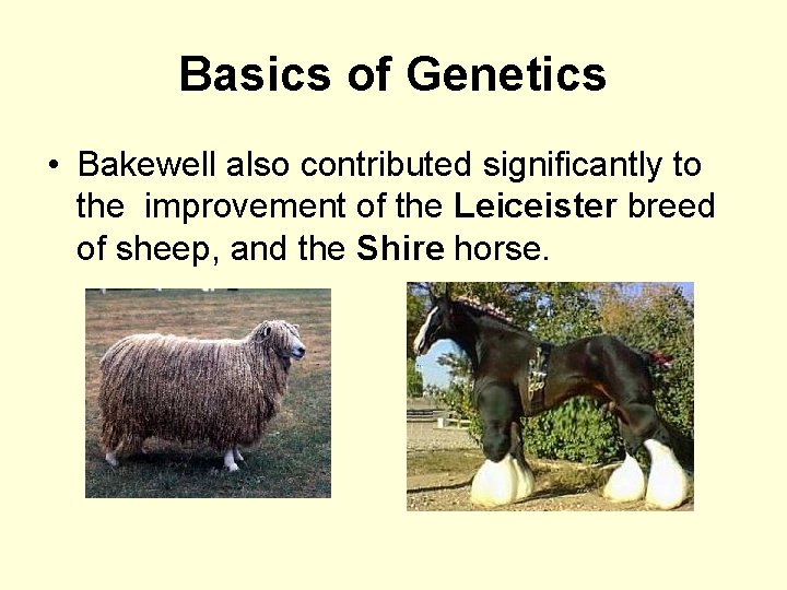 Basics of Genetics • Bakewell also contributed significantly to the improvement of the Leiceister