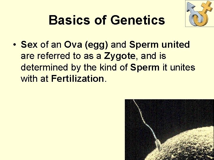 Basics of Genetics • Sex of an Ova (egg) and Sperm united are referred
