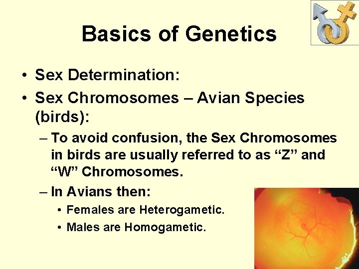 Basics of Genetics • Sex Determination: • Sex Chromosomes – Avian Species (birds): –