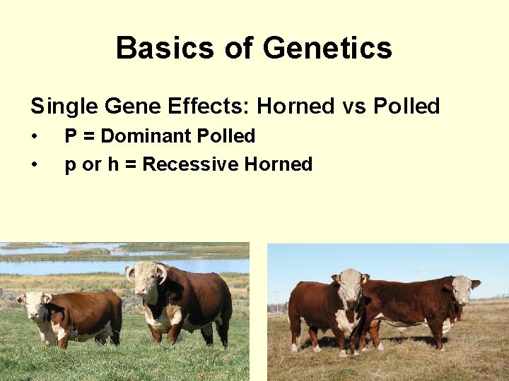 Basics of Genetics Single Gene Effects: Horned vs Polled • • P = Dominant