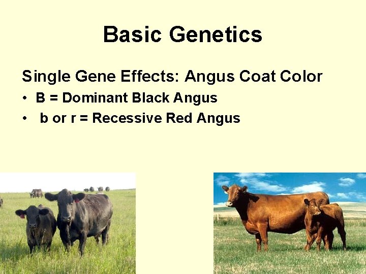 Basic Genetics Single Gene Effects: Angus Coat Color • B = Dominant Black Angus