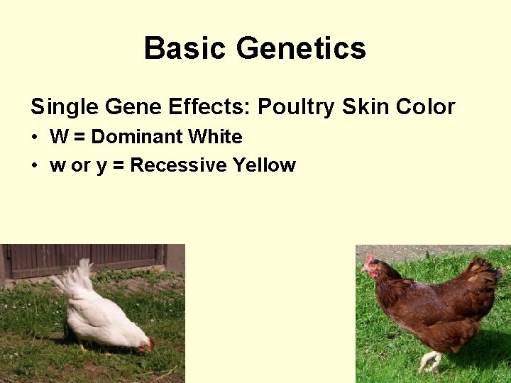 Basic Genetics Single Gene Effects: Poultry Skin Color • W = Dominant White •