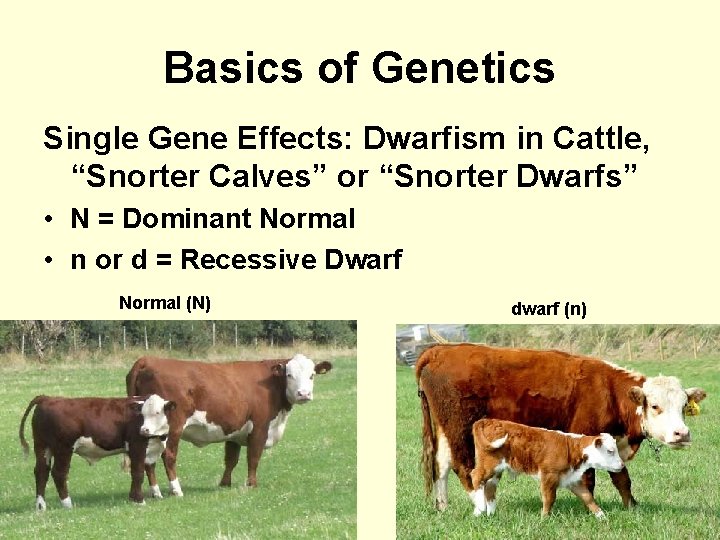 Basics of Genetics Single Gene Effects: Dwarfism in Cattle, “Snorter Calves” or “Snorter Dwarfs”