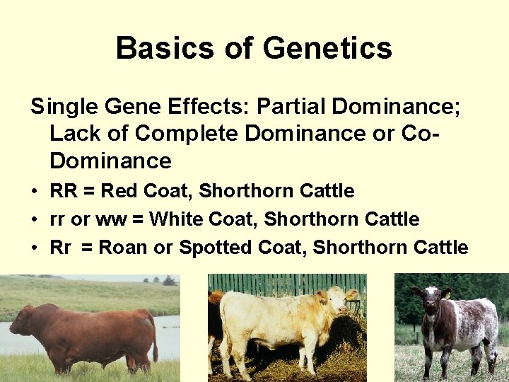 Basics of Genetics Single Gene Effects: Partial Dominance; Lack of Complete Dominance or Co.