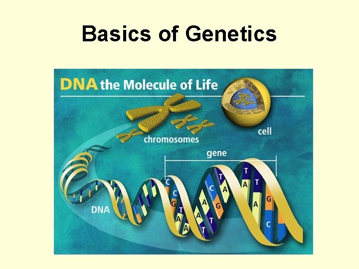 Basics of Genetics 