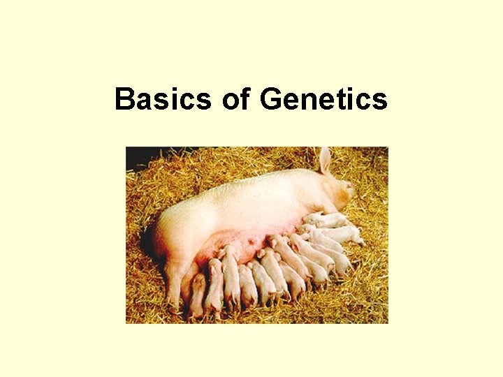 Basics of Genetics 