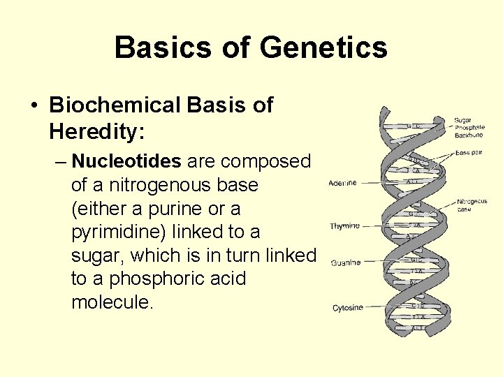 Basics of Genetics • Biochemical Basis of Heredity: – Nucleotides are composed of a