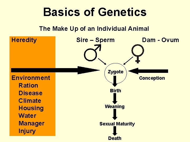 Basics of Genetics The Make Up of an Individual Animal Heredity Environment Ration Disease