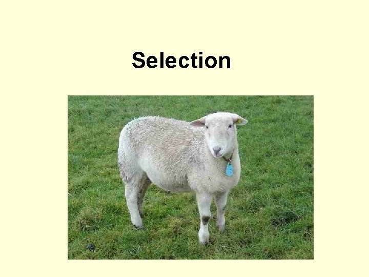 Selection 