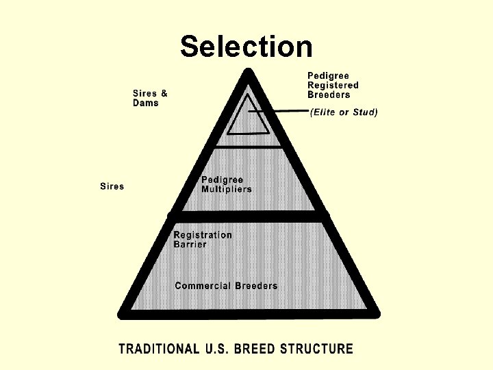 Selection 