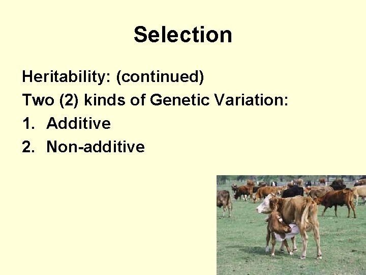 Selection Heritability: (continued) Two (2) kinds of Genetic Variation: 1. Additive 2. Non-additive 