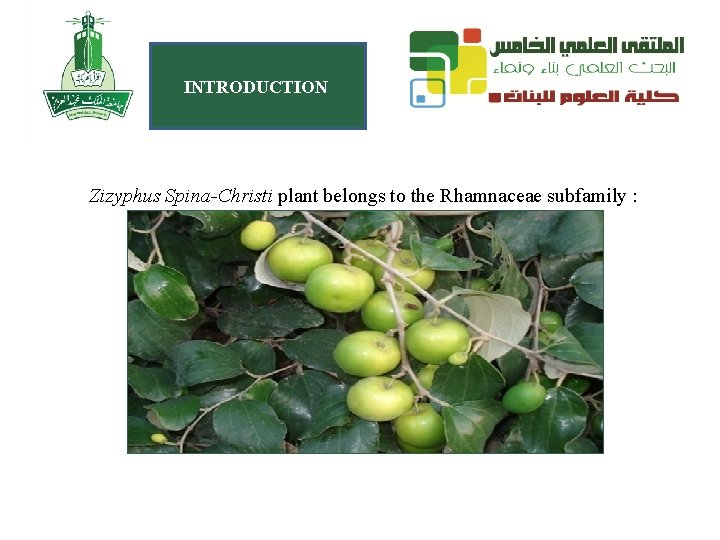 INTRODUCTION Zizyphus Spina-Christi plant belongs to the Rhamnaceae subfamily : 