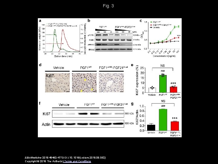 Fig. 3 EBio. Medicine 2019 48462 -477 DOI: (10. 1016/j. ebiom. 2019. 052) Copyright