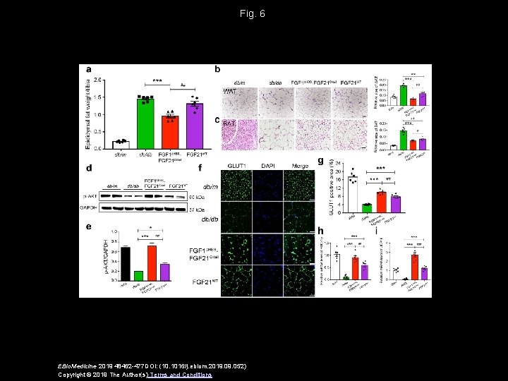 Fig. 6 EBio. Medicine 2019 48462 -477 DOI: (10. 1016/j. ebiom. 2019. 052) Copyright