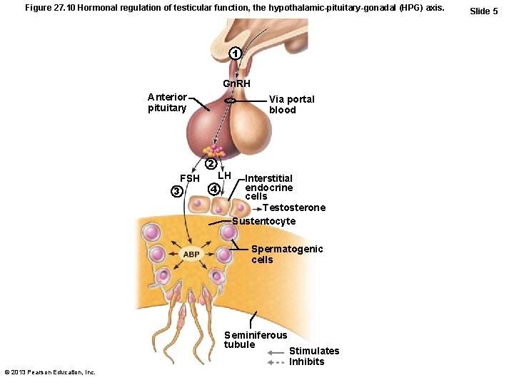 Figure 27. 10 Hormonal regulation of testicular function, the hypothalamic-pituitary-gonadal (HPG) axis. 1 Gn.