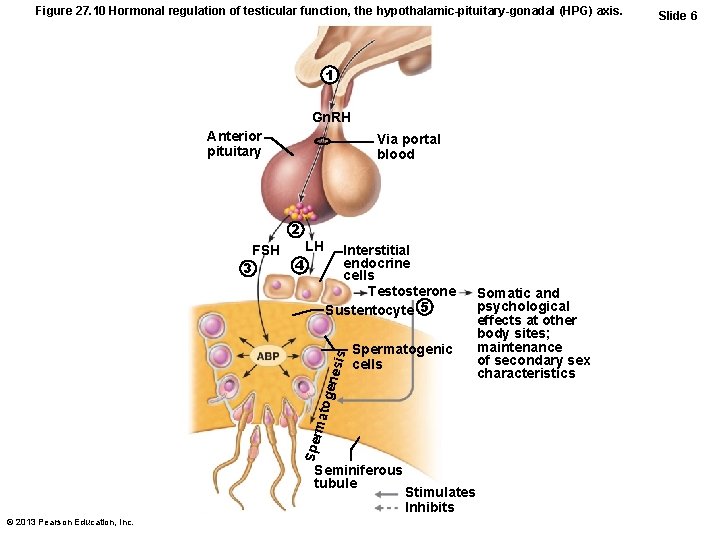 Figure 27. 10 Hormonal regulation of testicular function, the hypothalamic-pituitary-gonadal (HPG) axis. 1 Gn.