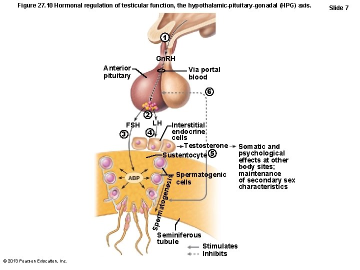 Figure 27. 10 Hormonal regulation of testicular function, the hypothalamic-pituitary-gonadal (HPG) axis. 1 Gn.