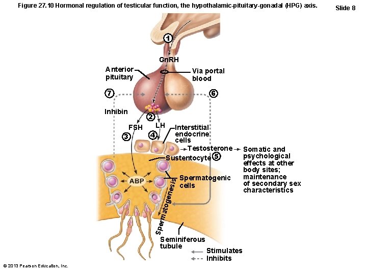 Figure 27. 10 Hormonal regulation of testicular function, the hypothalamic-pituitary-gonadal (HPG) axis. 1 Gn.