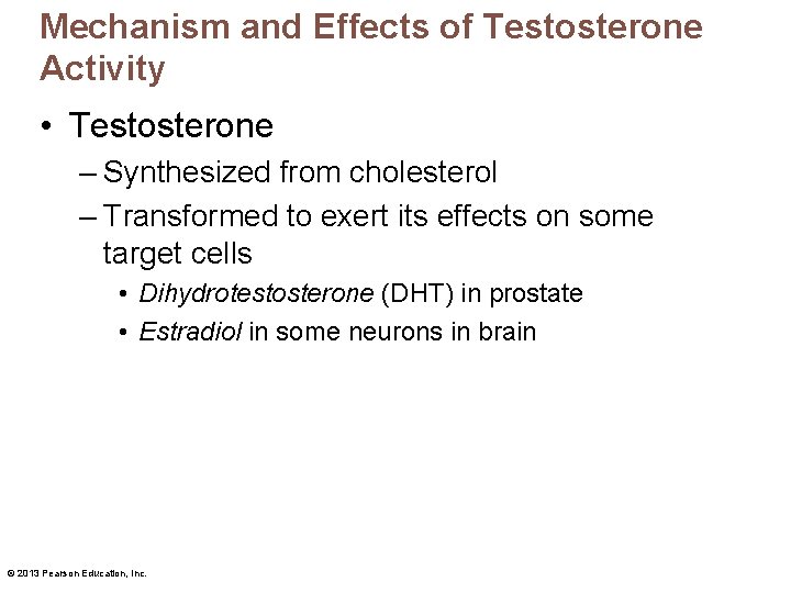Mechanism and Effects of Testosterone Activity • Testosterone – Synthesized from cholesterol – Transformed