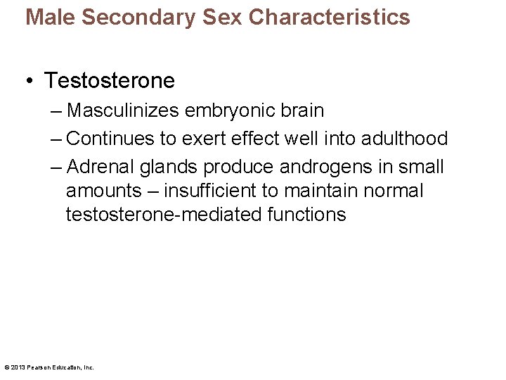 Male Secondary Sex Characteristics • Testosterone – Masculinizes embryonic brain – Continues to exert