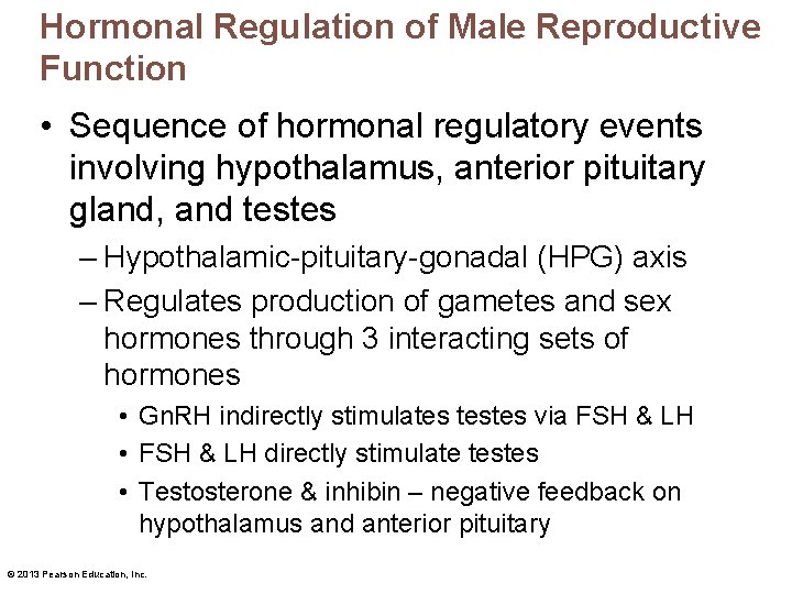 Hormonal Regulation of Male Reproductive Function • Sequence of hormonal regulatory events involving hypothalamus,