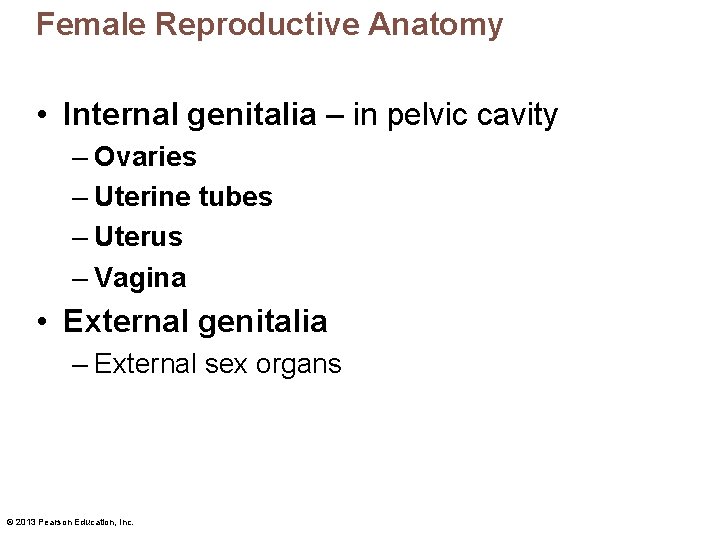 Female Reproductive Anatomy • Internal genitalia – in pelvic cavity – Ovaries – Uterine