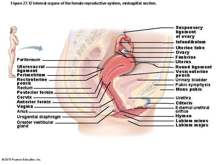 Figure 27. 12 Internal organs of the female reproductive system, midsagittal section. Peritoneum Uterosacral