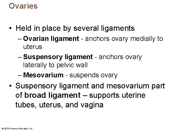 Ovaries • Held in place by several ligaments – Ovarian ligament - anchors ovary