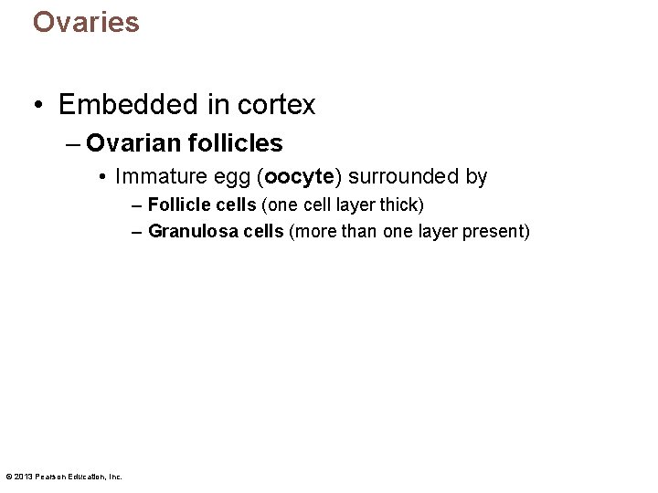Ovaries • Embedded in cortex – Ovarian follicles • Immature egg (oocyte) surrounded by