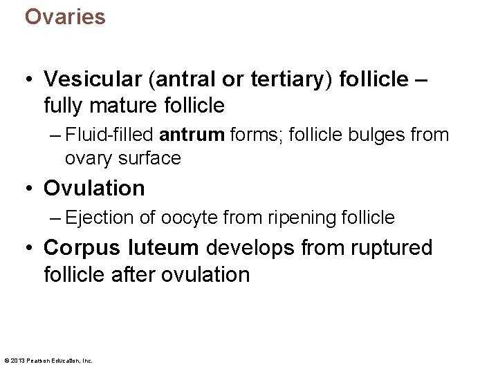 Ovaries • Vesicular (antral or tertiary) follicle – fully mature follicle – Fluid-filled antrum