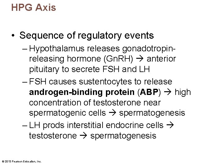HPG Axis • Sequence of regulatory events – Hypothalamus releases gonadotropinreleasing hormone (Gn. RH)