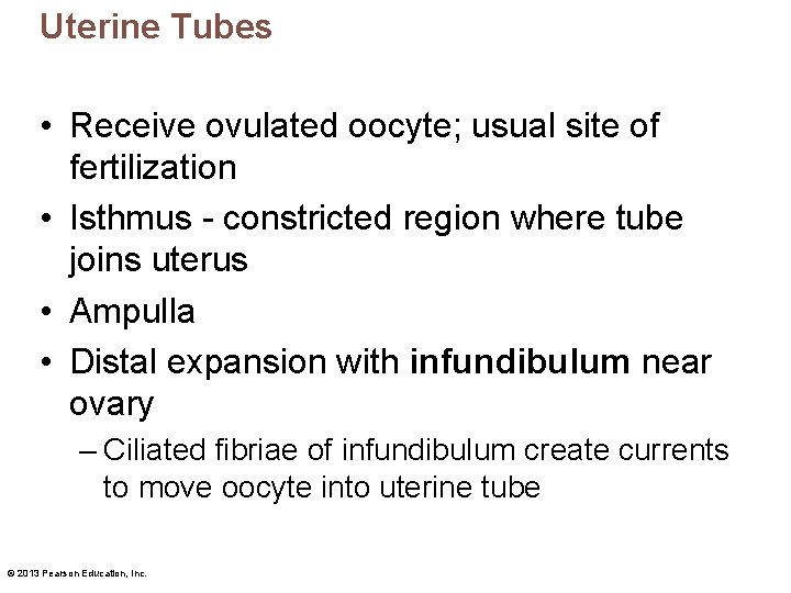 Uterine Tubes • Receive ovulated oocyte; usual site of fertilization • Isthmus - constricted